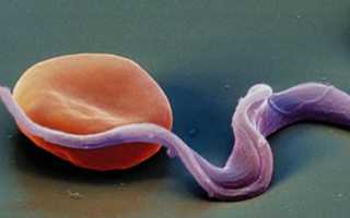 Что такое Тoxoplasma gondii и ее жизненный цикл