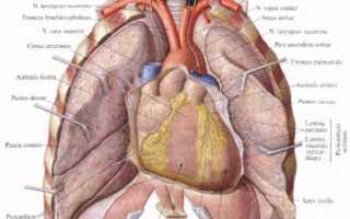 Сердце строение сердца топография сердца