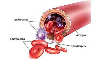 Место образования эритроцитов в крови человека
