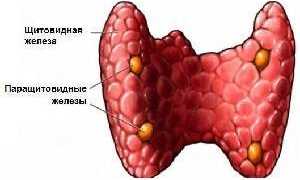 Что такое паратгормон щитовидной железы